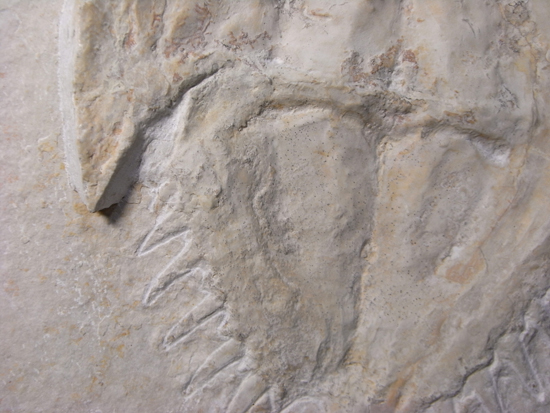 生きた化石カブトガニの祖先：メソリムルス（その4）