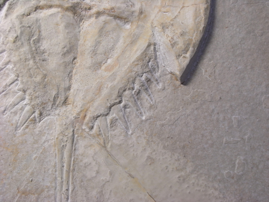 生きた化石カブトガニの祖先：メソリムルス（その6）