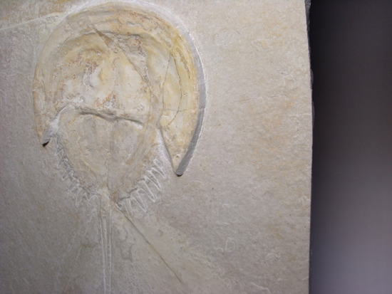 生きた化石カブトガニの祖先：メソリムルス（その7）