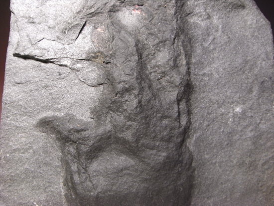 白亜紀ヘルクリーク産の小型獣脚類の足跡化石（その2）