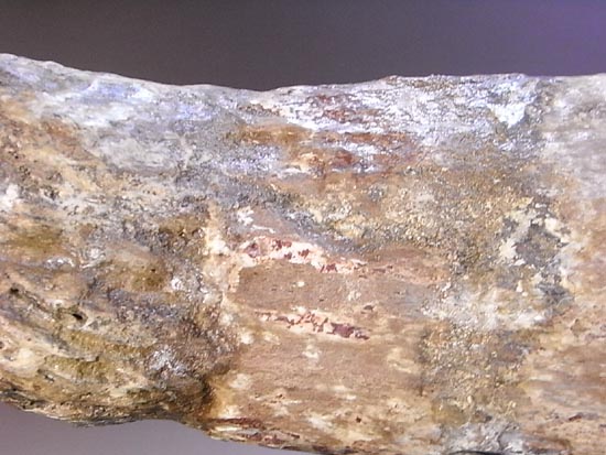 化石コレクションの極み！トリケラトプスの角の化石（その11）