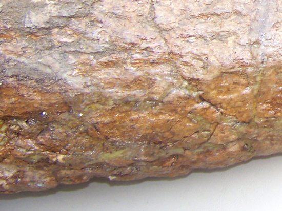 化石コレクションの極み！トリケラトプスの角の化石（その3）