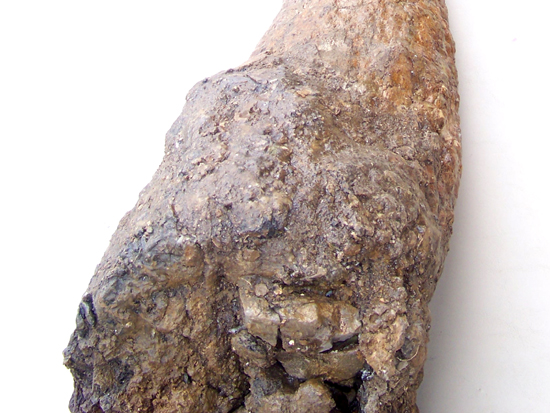 化石コレクションの極み！トリケラトプスの角の化石（その7）