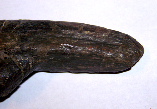 ティラノサウルス成体の手の爪（その3）