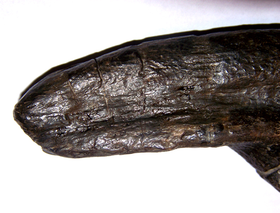 ティラノサウルス成体の手の爪（その5）