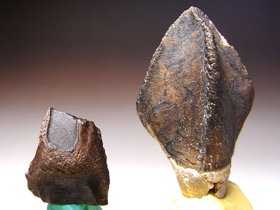 ティラノにも負けない草食恐竜トリケラトプスの歯根付き巨大歯（その9）
