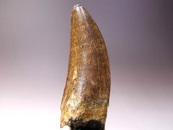 保存状態最高クラスのティラノサウルスのぶっとい歯（その3）