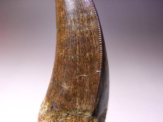 保存状態最高クラスのティラノサウルスのぶっとい歯（その4）