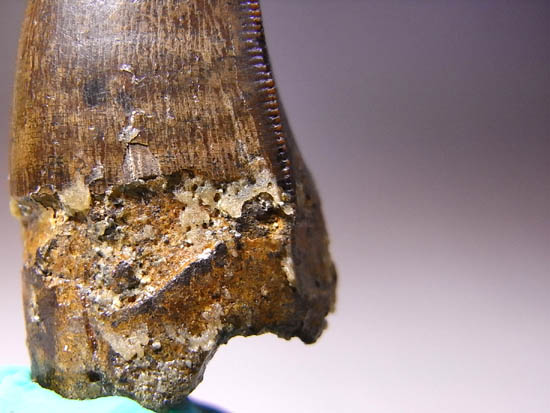 保存状態最高クラスのティラノサウルスのぶっとい歯（その8）
