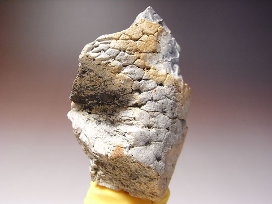 恐竜一の石頭：パキケファロサウルスの分厚い頭骨（その1）