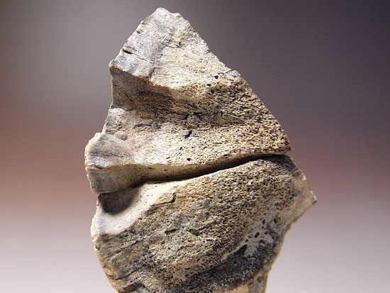 恐竜一の石頭：パキケファロサウルスの分厚い頭骨（その4）