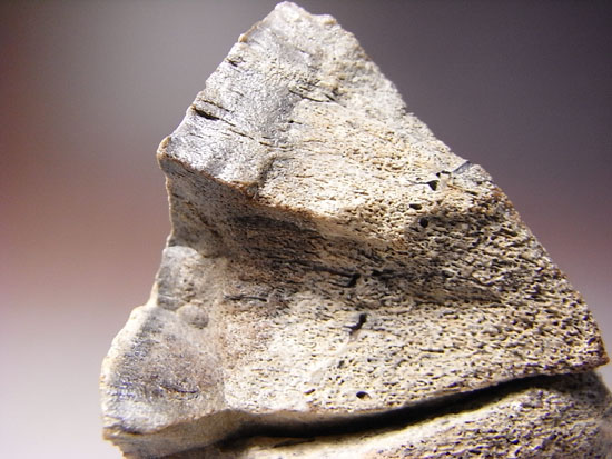 恐竜一の石頭：パキケファロサウルスの分厚い頭骨（その6）
