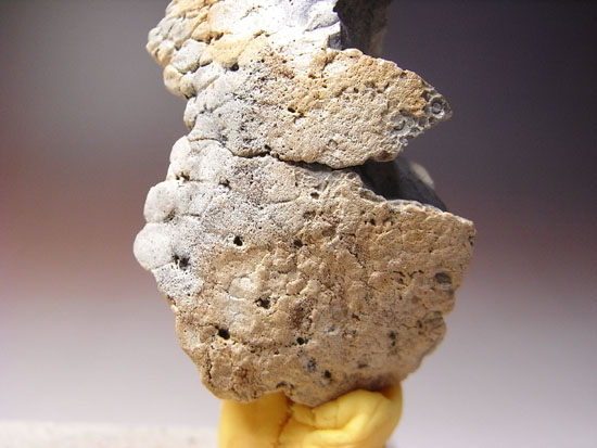 恐竜一の石頭：パキケファロサウルスの分厚い頭骨（その7）