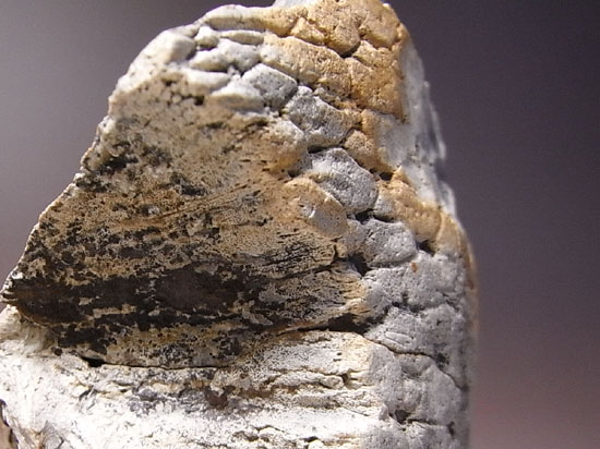 恐竜一の石頭：パキケファロサウルスの分厚い頭骨（その8）