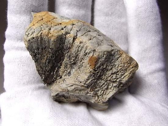 恐竜一の石頭：パキケファロサウルスの分厚い頭骨（その9）