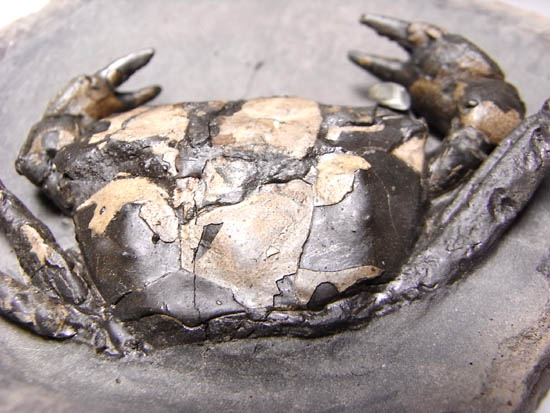 ノジュールの中からこんにちは！3000万年前のカニの化石（その8）