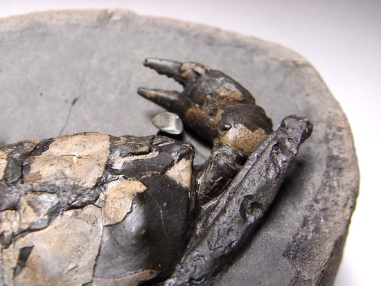 ノジュールの中からこんにちは！3000万年前のカニの化石（その9）