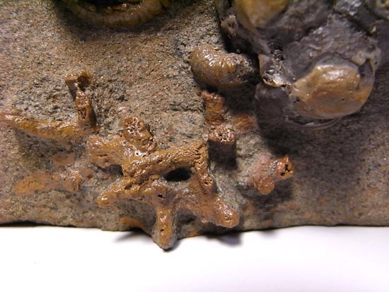 とびだし立体３Ｄの最高級２億年前のウミユリ化石（その19）