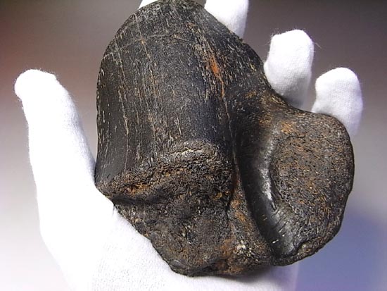 世界で初めて発見された恐竜で有名なイグアノドン：上腕骨の化石（その1）