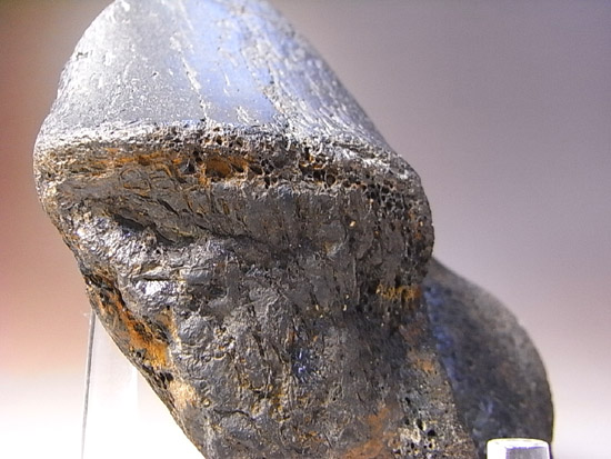 世界で初めて発見された恐竜で有名なイグアノドン：上腕骨の化石（その16）