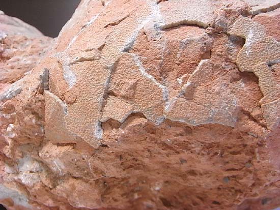 鑑定書付、ヒプセロサウルスの卵化石（その3）