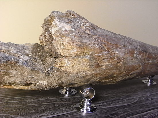 世界最高レベルの品質：トリケラトプスのツノ化石（その15）