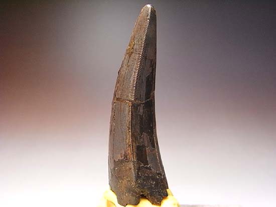 巨大なティラノサウルス成体の歯（その5）
