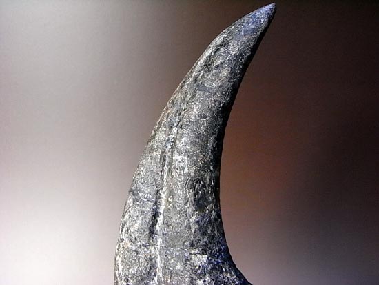 世界最高レベルのアロサウルスのかぎ爪（ハンドクロウ）（その9）