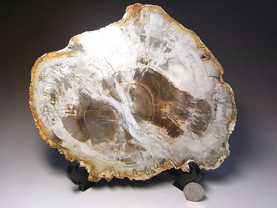 両面ポリッシュ！木の皮も年輪も保存。2億年前のブラジル産珪化木（その1）