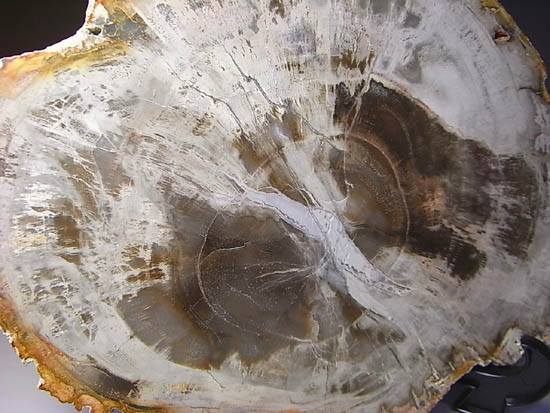 両面ポリッシュ！木の皮も年輪も保存。2億年前のブラジル産珪化木（その19）