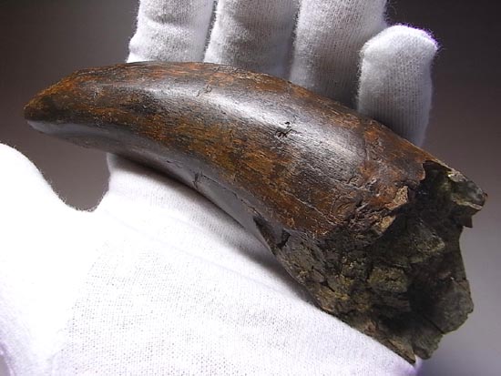 化石セブン史上、最大のティラノサウルスの成体の歯（その1）