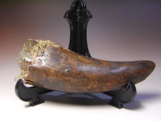 化石セブン史上、最大のティラノサウルスの成体の歯（その14）
