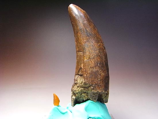 化石セブン史上、最大のティラノサウルスの成体の歯（その17）