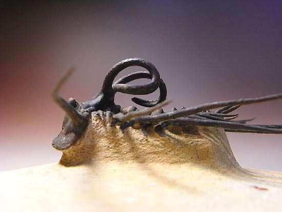 完璧立体３Ｄクリーニング三葉虫のモンスター！ディクラヌルス・モンストローサス（その14）