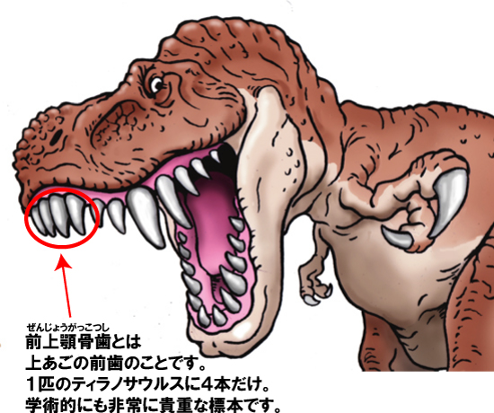 真のティラノサウルス歯コレクターなら１本欲しい！一級品の前上顎骨歯（その7）