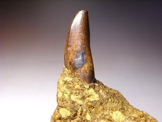 レア化石！ティラノサウルスの前上顎骨歯（その12）