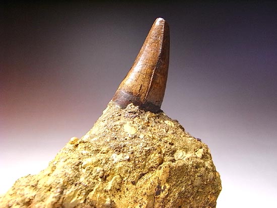 レア化石！ティラノサウルスの前上顎骨歯（その14）