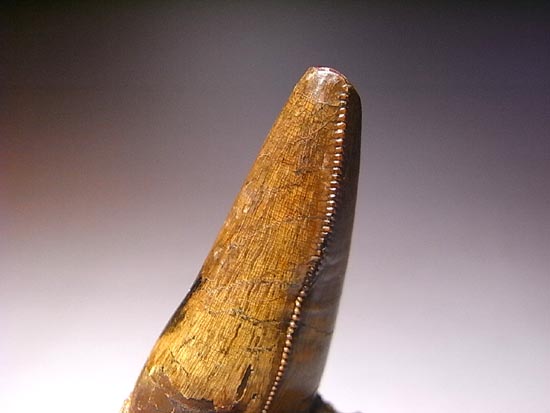 レア化石！ティラノサウルスの前上顎骨歯（その15）