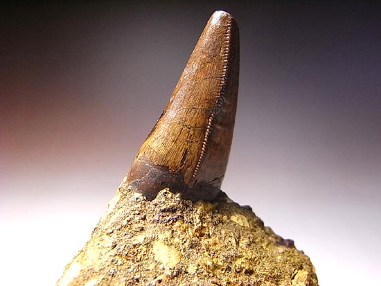 レア化石！ティラノサウルスの前上顎骨歯（その2）