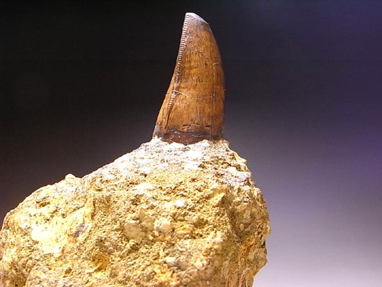 レア化石！ティラノサウルスの前上顎骨歯（その5）