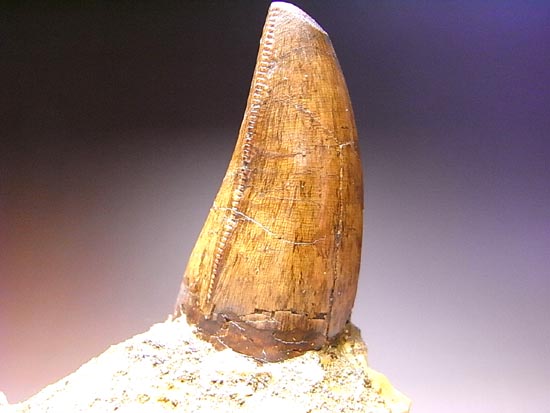レア化石！ティラノサウルスの前上顎骨歯（その6）