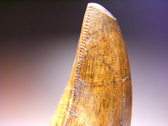 レア化石！ティラノサウルスの前上顎骨歯（その7）
