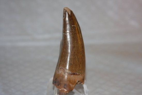保存状態の良いダスプレトサウルスの歯（その1）