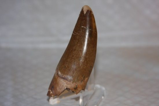 保存状態の良いダスプレトサウルスの歯（その2）