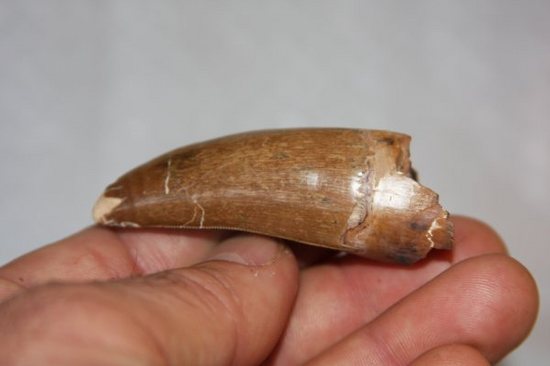 保存状態の良いダスプレトサウルスの歯（その8）