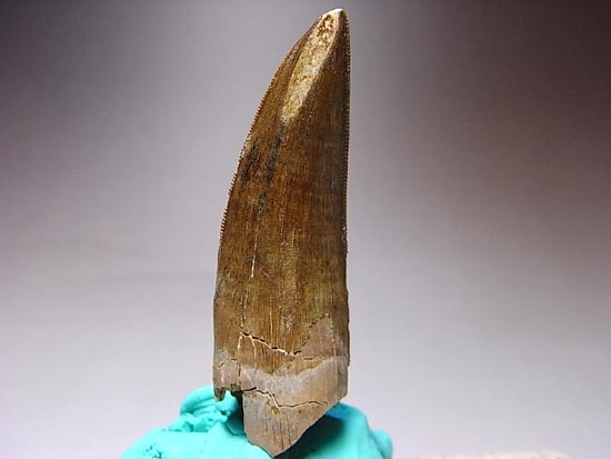 保存状態の良いダスプレトサウルスの歯（その10）