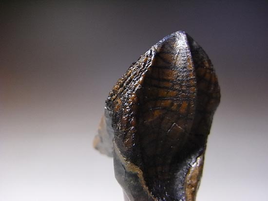 希少化石！トリケラトプスのダブルルート歯（その12）
