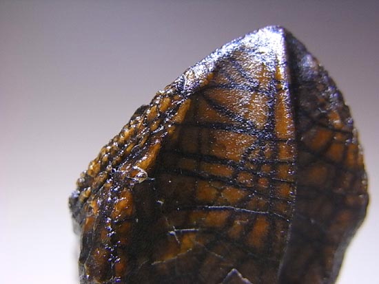 希少化石！トリケラトプスのダブルルート歯（その13）