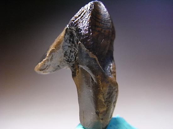 希少化石！トリケラトプスのダブルルート歯（その14）