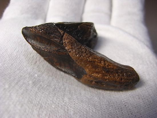 希少化石！トリケラトプスのダブルルート歯（その2）